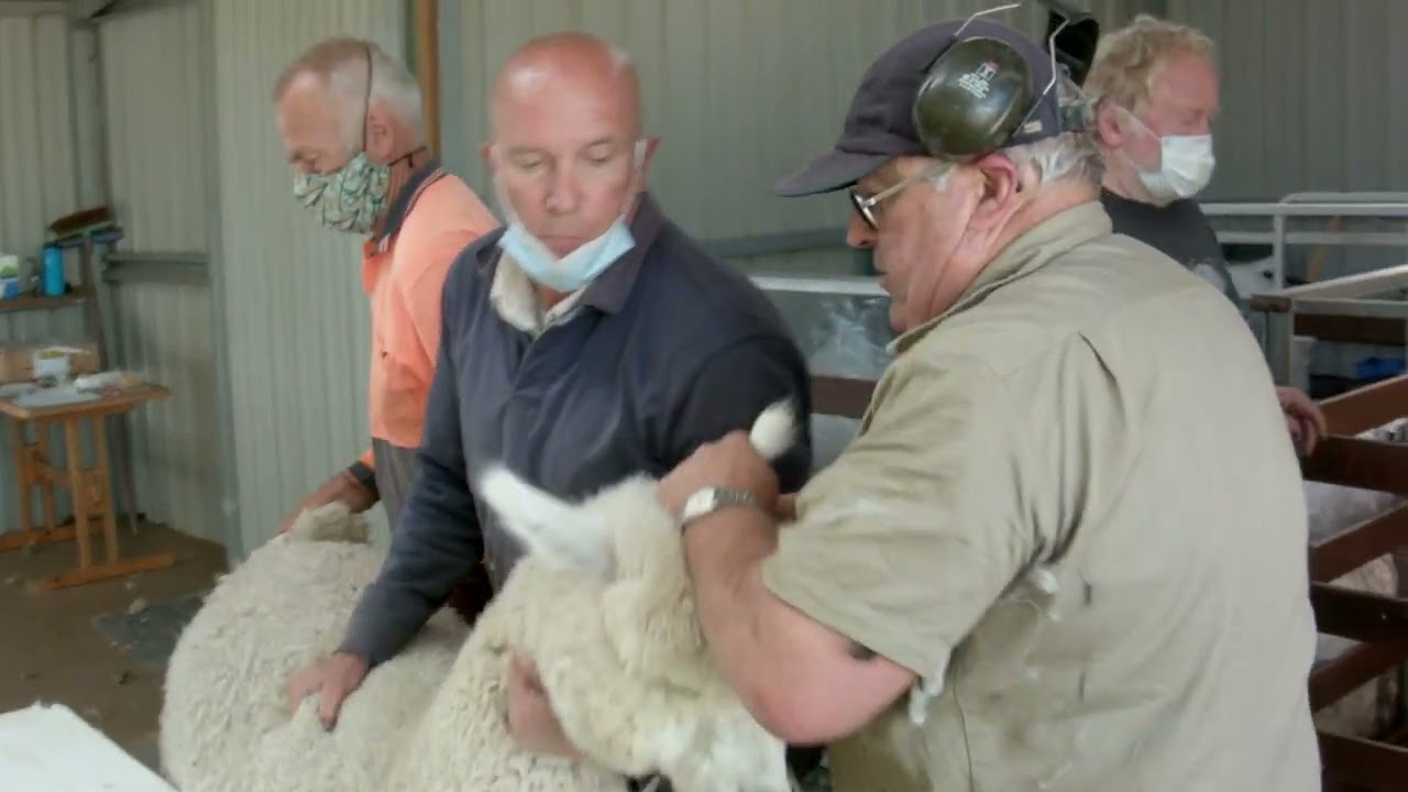 Mike Snow's Introduction to Alpaca Shearing