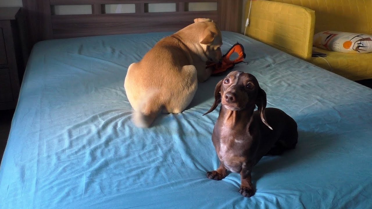 Mr. Pepper & Margo: Time to destroy some toys