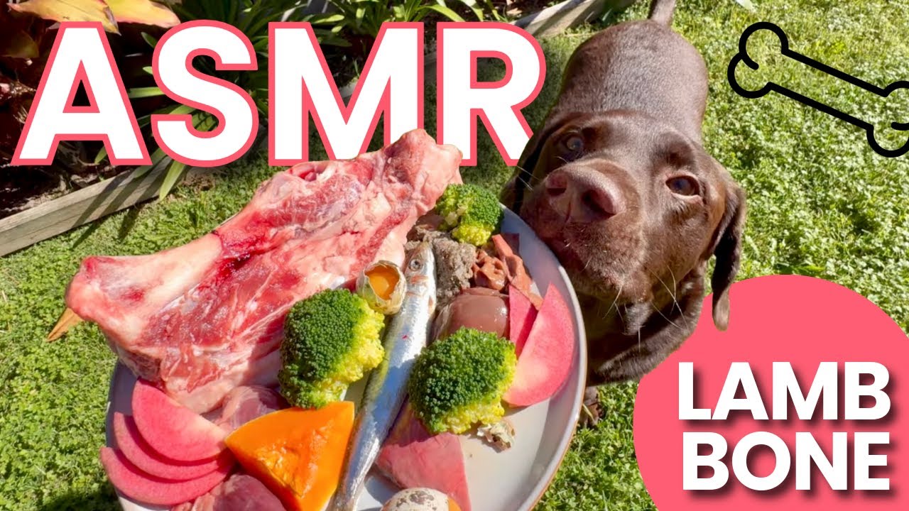 Backyard Breakfast with Bear | ASMR Dog Mukbang
