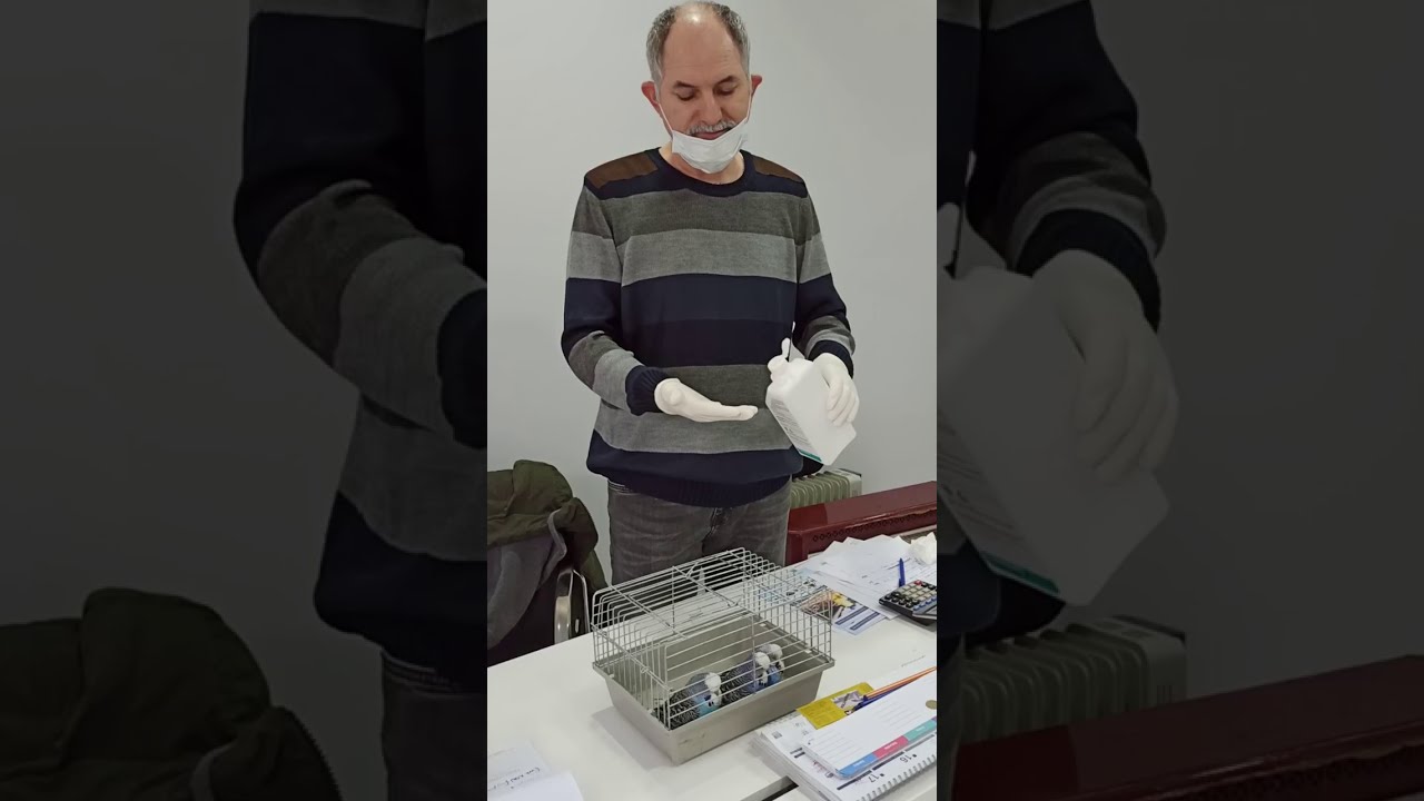 YEMLERE DİKKAT! Muhabbet Kuşlarında Aspergillus ve Coccidiosis (Muayene ve Tedavi Programı)