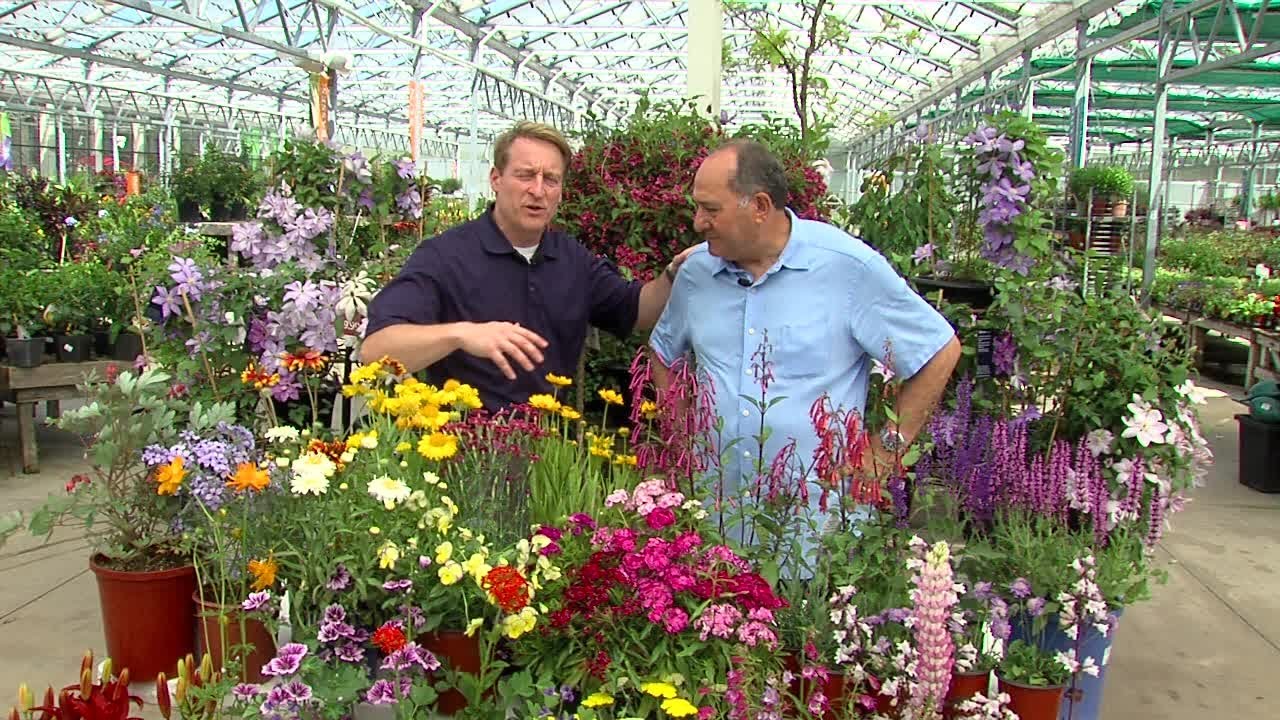 Perennials that attract Butterflies and Hummingbirds