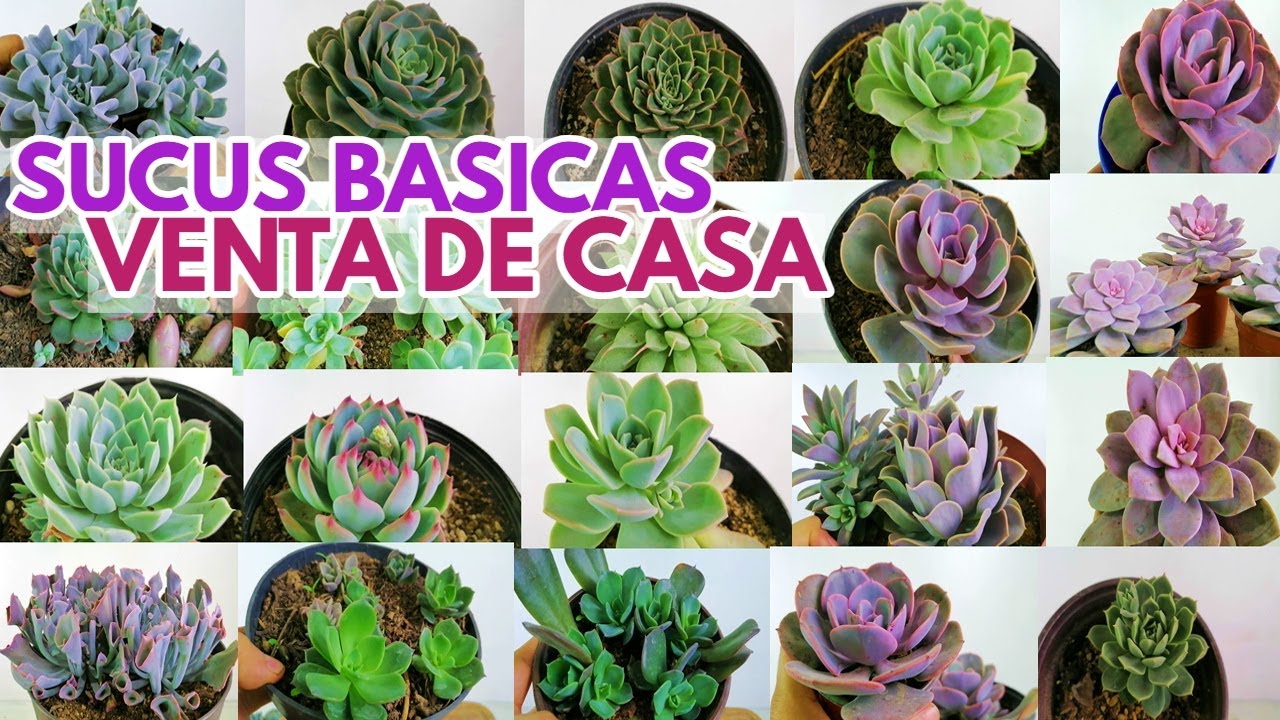 suculentas b&aacute;sicas venta desde casa cuales son las mejores para empezar  donsuculento
