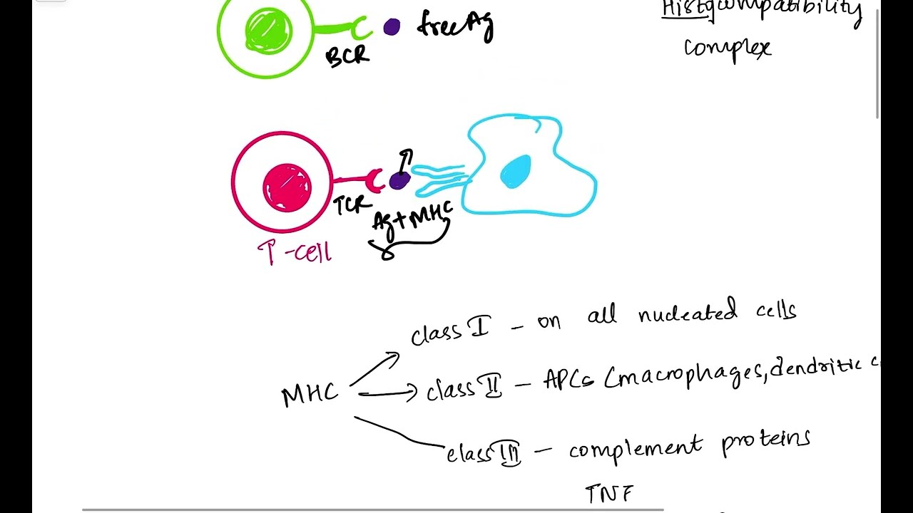 Introduction to MHC