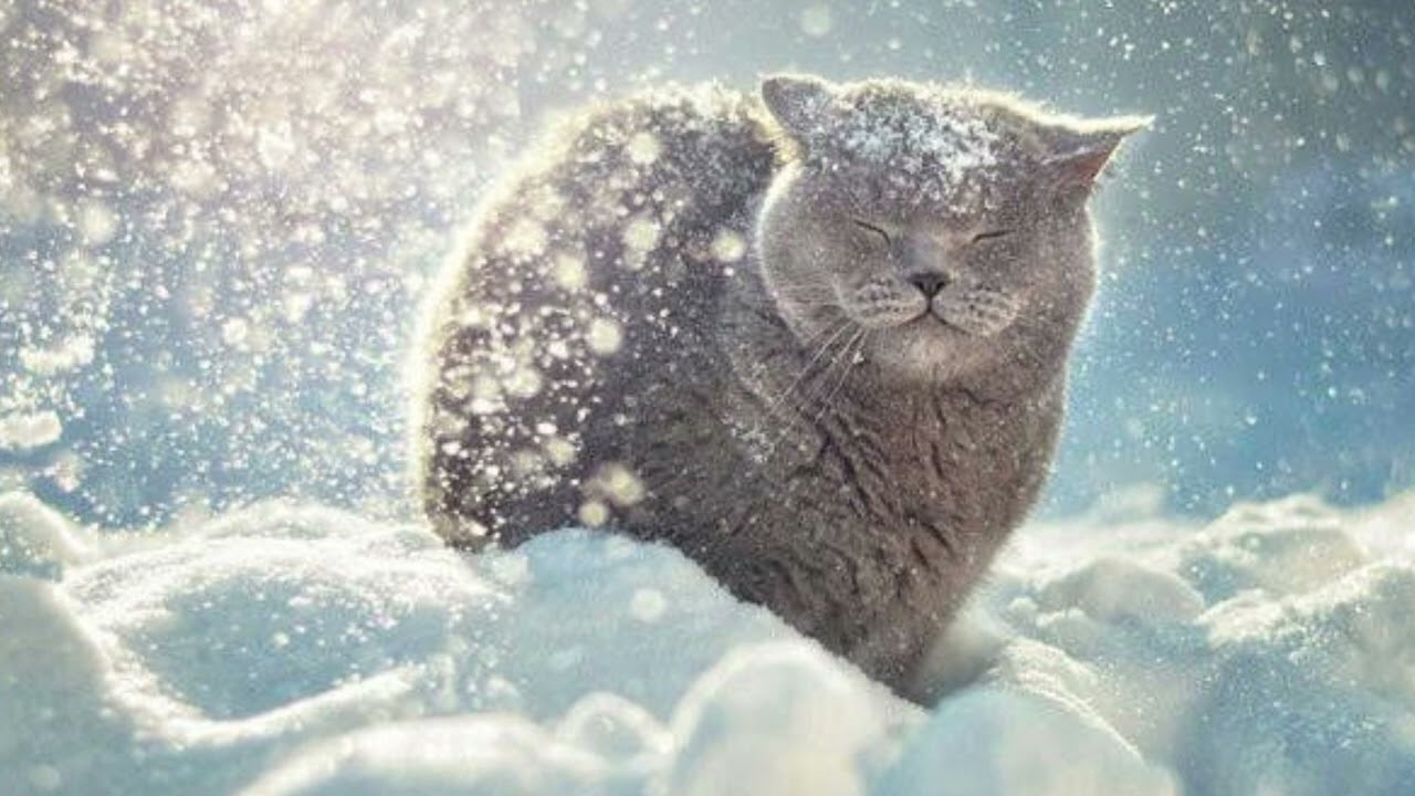 MONTAGEM DIREÇÃO SIMETRICA MEOWSYNTH ( ULTRA SLOWED )