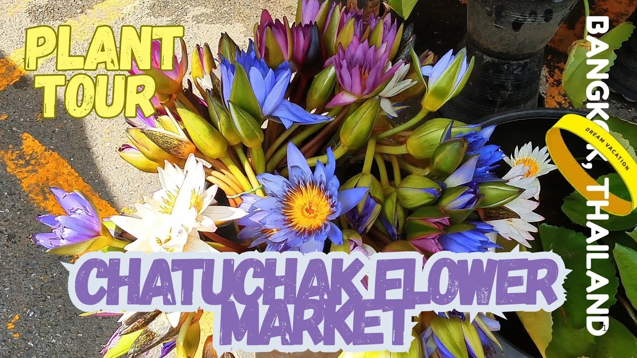 Plant Lover's Paradise Chatuchak Flower Market 
