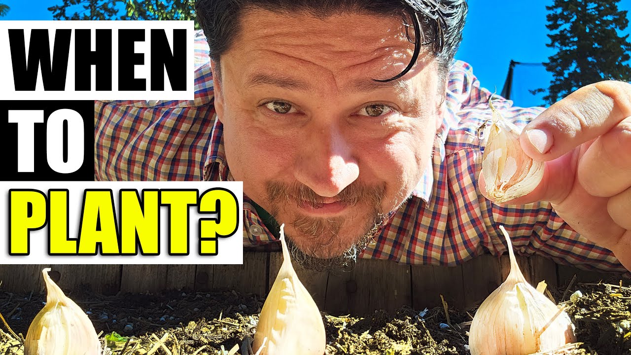 When To Plant Your Garlic - Garden Quickie Episode 171