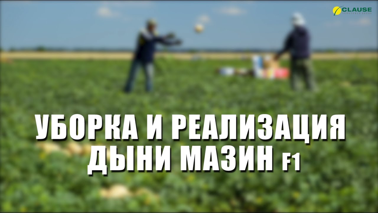 УБОРКА И РЕАЛИЗАЦИЯ ДЫНИ МАЗИН F1 | САМАЯ РАННЯЯ ДЫНЯ