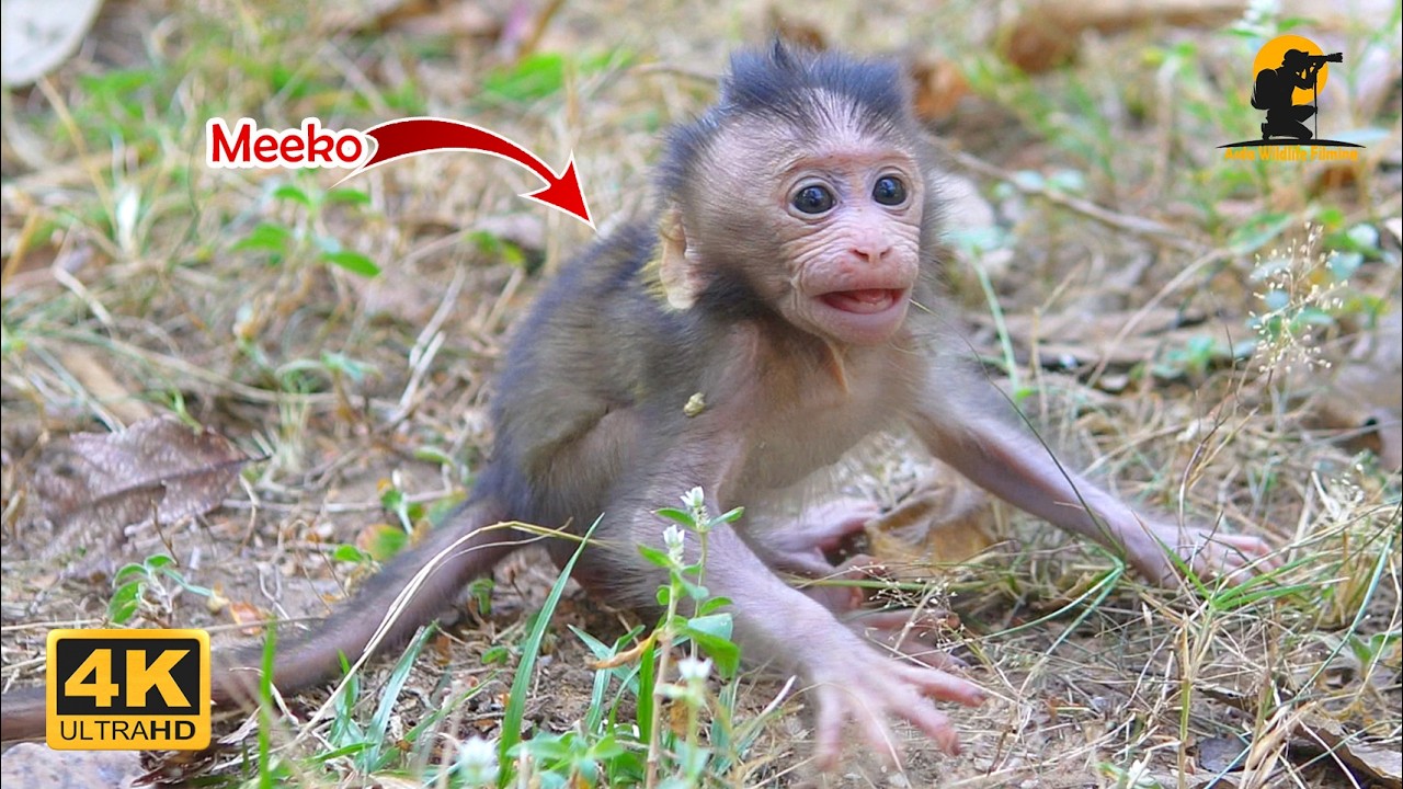 Baby Monkey Left Solo by Inexperienced Mom