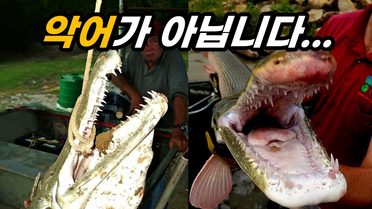 악어 같이 생긴 고대 생물의 정체?(지금도 있음)