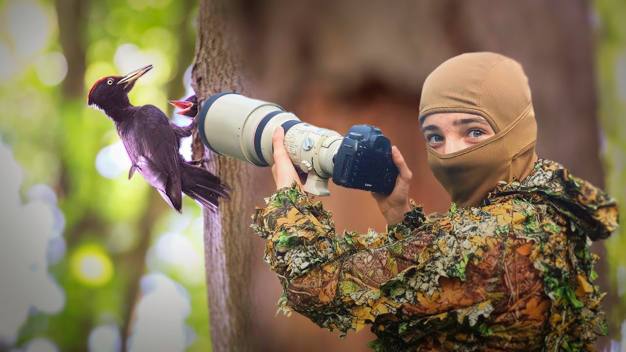 7 Heures D'affût pour Filmer les Pics Noirs