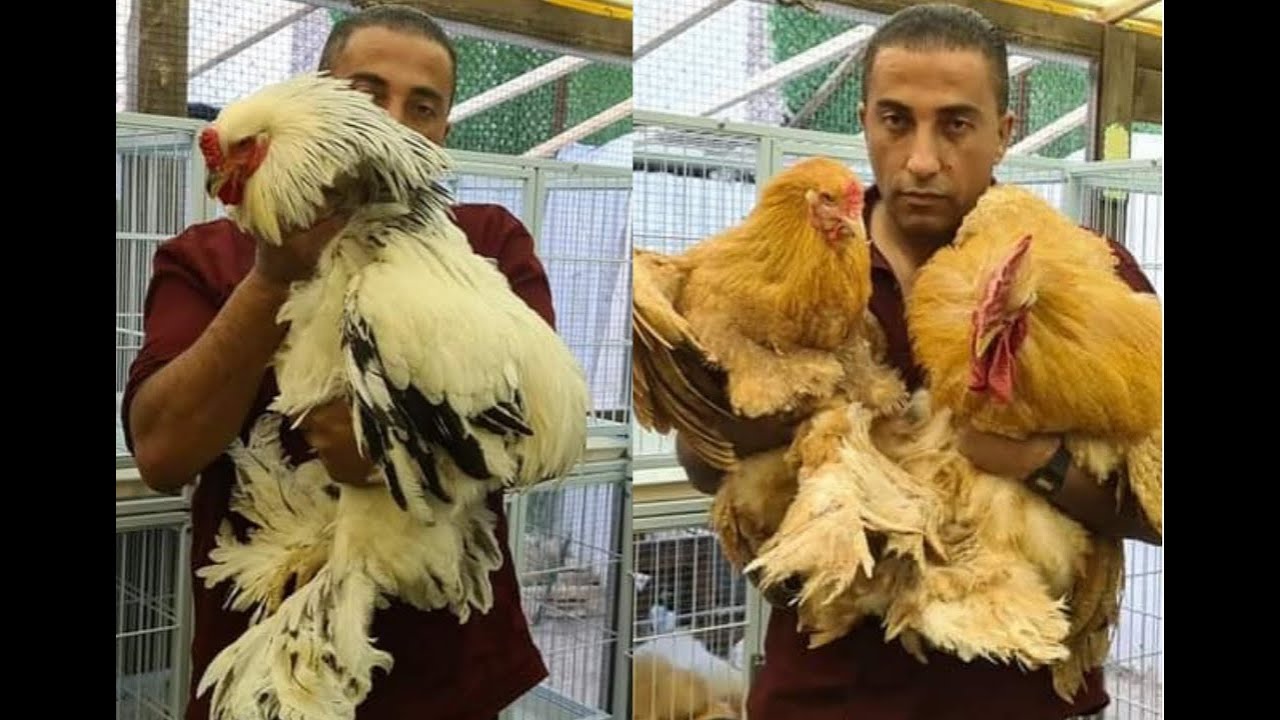 افخم واجمل واغلى دجاج تم بيعه (5000)في هذا المزاد مع جمال العمواسي