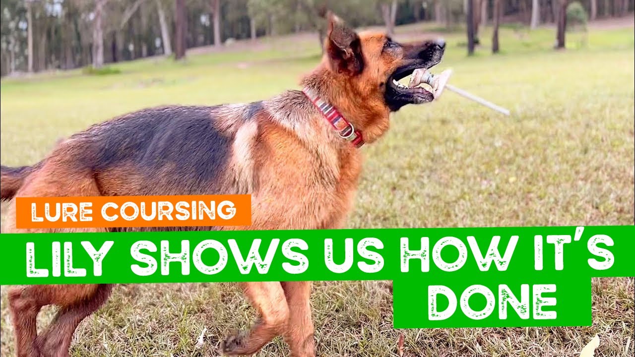 Lily the German Shepherd shows us how Lure Coursing should be played