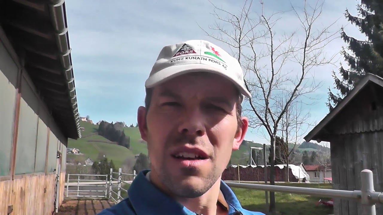 Kälber wägen / Aubrac Jungtiere wägen / Mutterkuh Schweiz