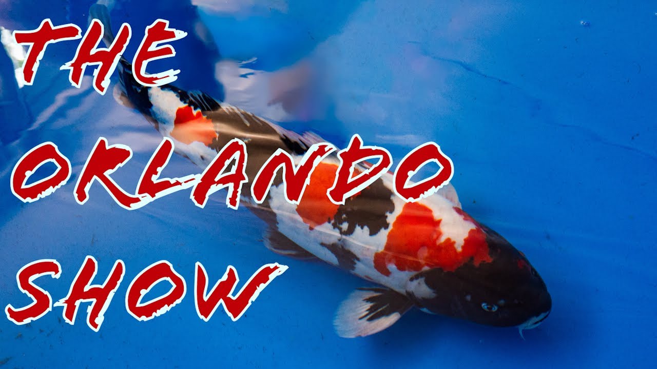 The 2025 Central Florida Koi Show, Thoughts from the Deep Episode 8. The Orlando Show