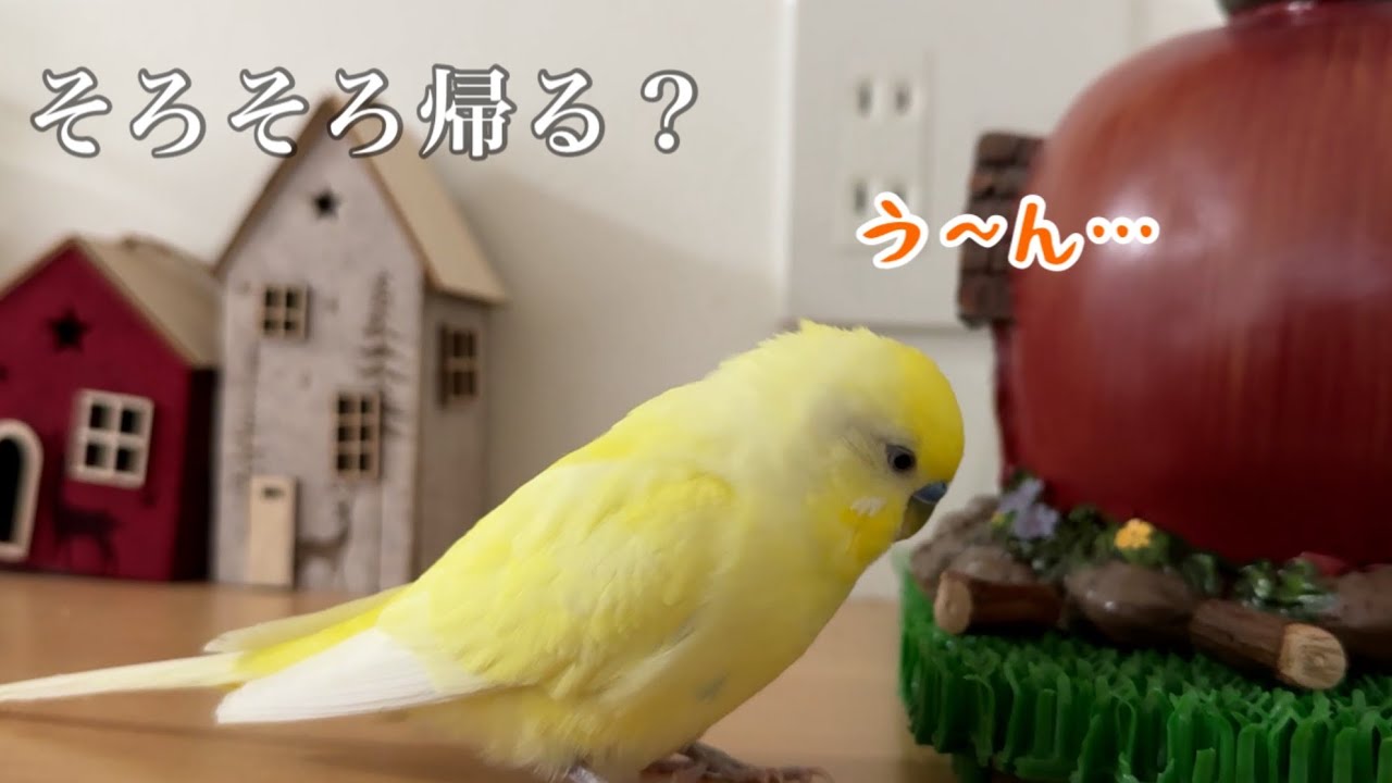 【お喋り】帰るか遊ぶか悩んだ末のインコのひと言が可愛すぎた
