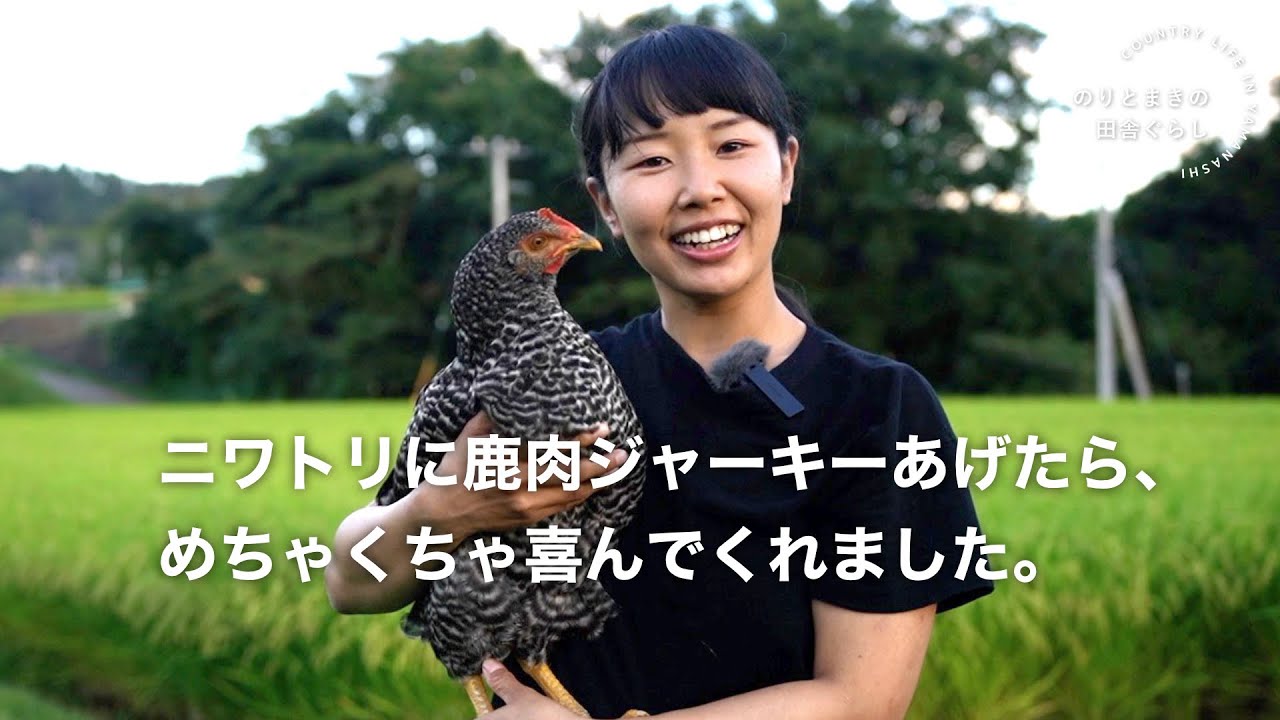 鹿肉ジャーキーを作ったので、ニワトリに食べさせてみました