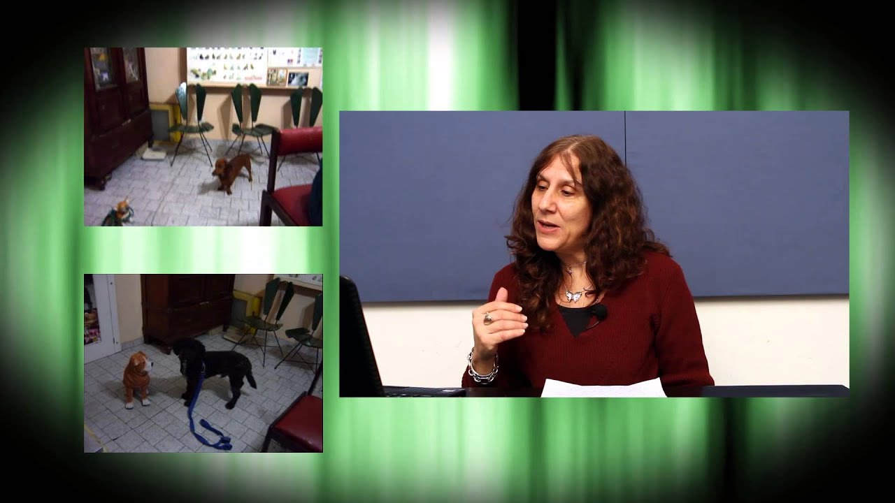 Etología Clínica con la Dra. Silvia Vai - Problemas de relación