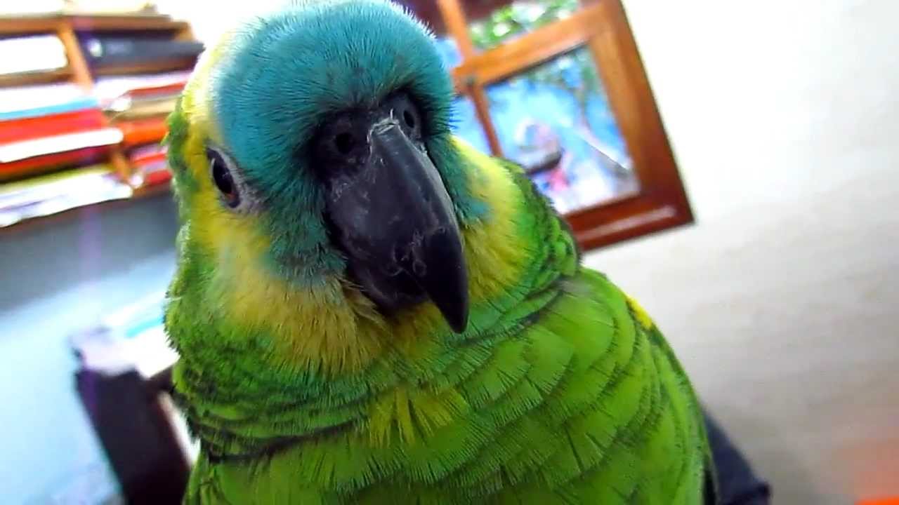 LORO AMAZONAS (PATRICIO)HABLANDO , AMAZON PARROT TALKING
