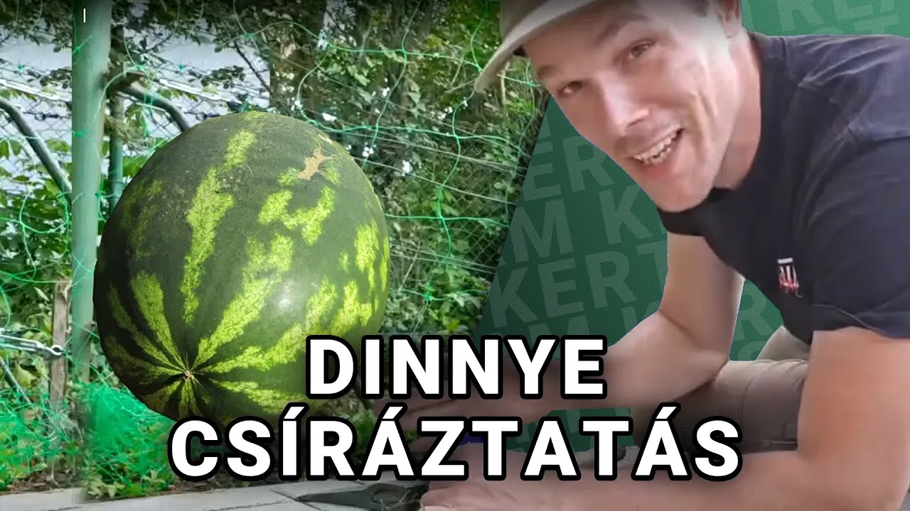 Uborka és egyéb izgalmak | Kert Stream