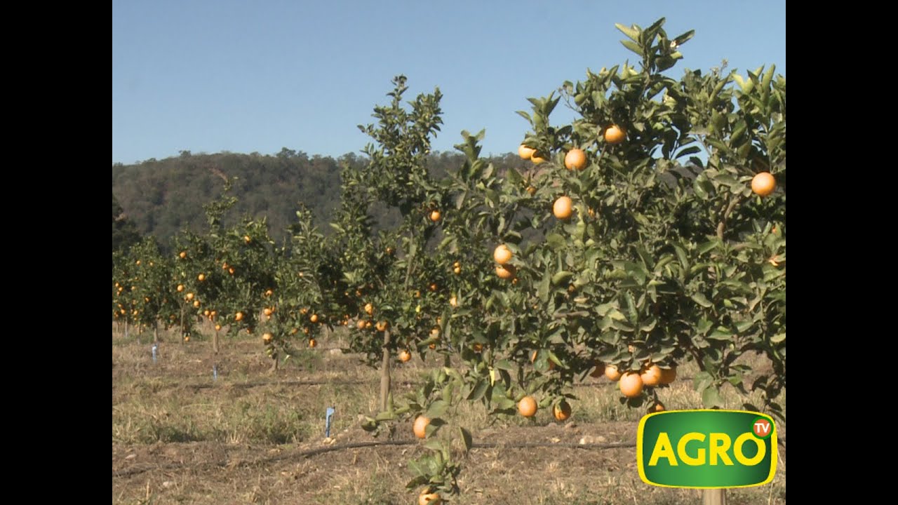 Producción de cítricos, jugos y esencias en Jujuy. (#575 2014-08-09)