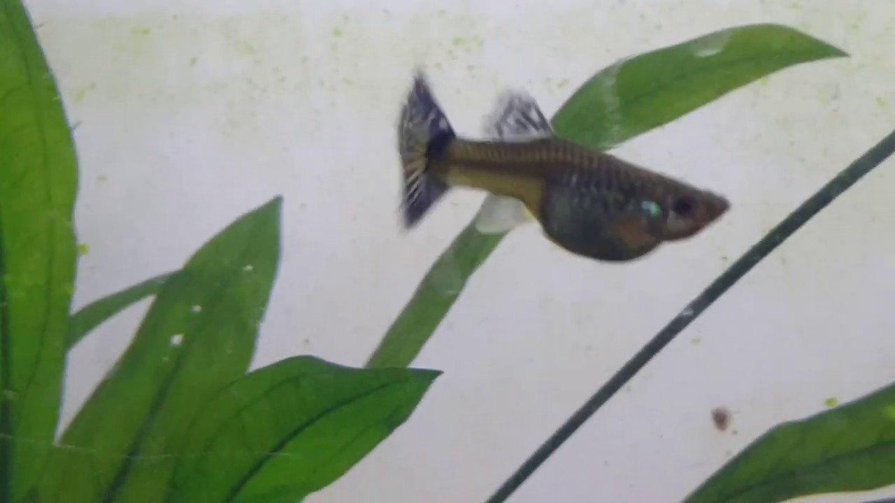 AQUÁRIO SÓ DE GUPPY FÊMEA de linhagem - Como MELHORAR SUA CRIAÇÃO de lebistes / guppies ! guppyfarm
