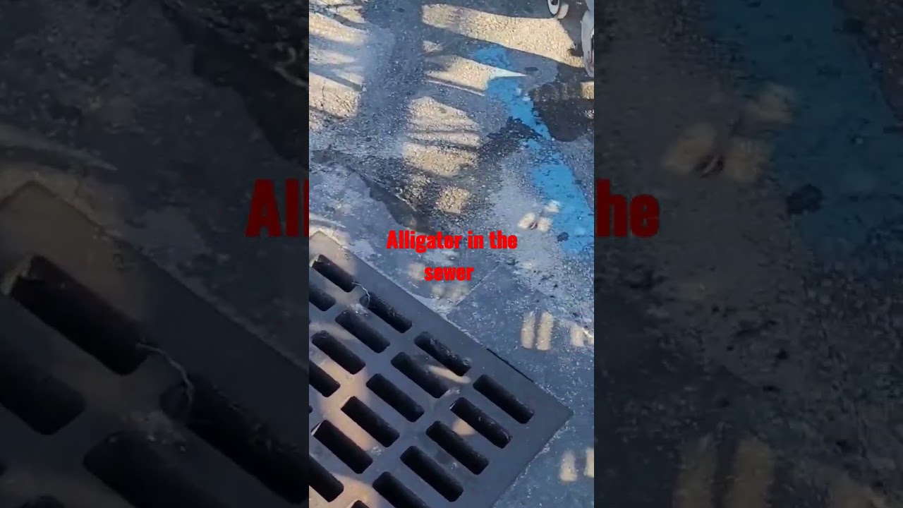 is that an Alligator in the sewer