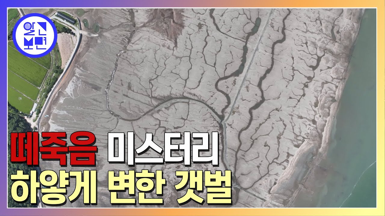 태풍 ‘힌남노’ 후 변해버린 태안 앞바다에 무슨 일이?