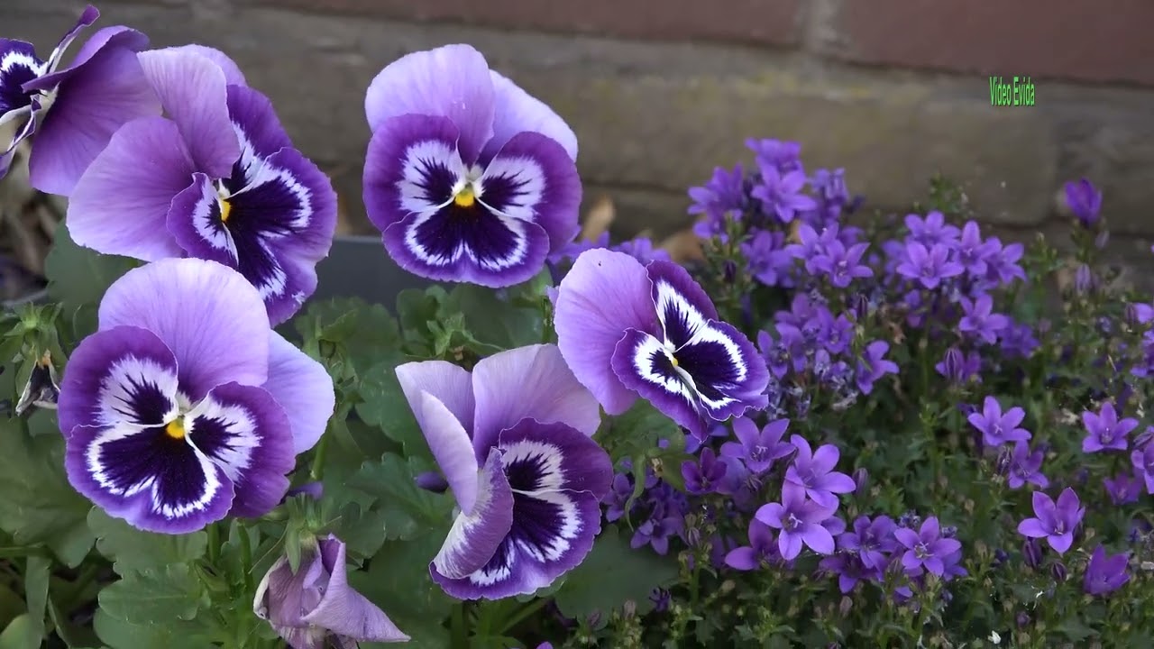 Sleep Well Flowers