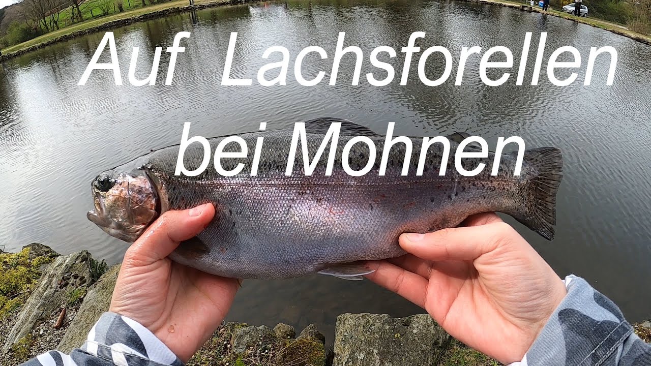 Forellenangeln auf  Lachsforellen