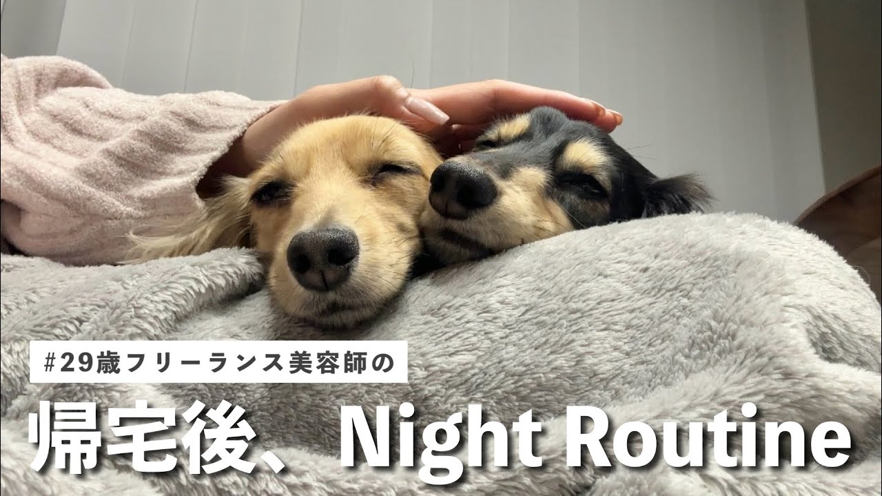 フリーランス美容師とダックスのナイトルーティン