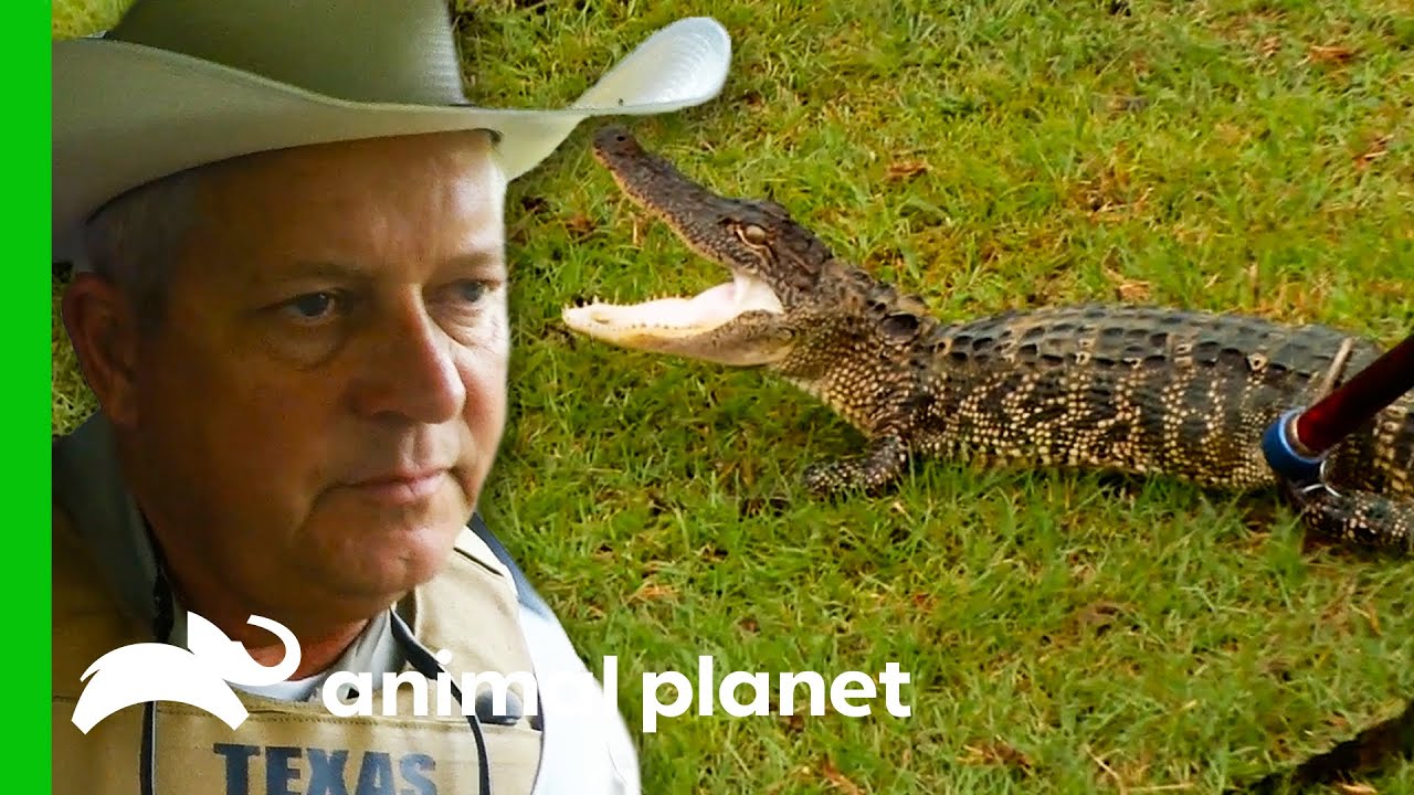 Young Alligator Is A Threat To Domestic Animals | Lone Star Law