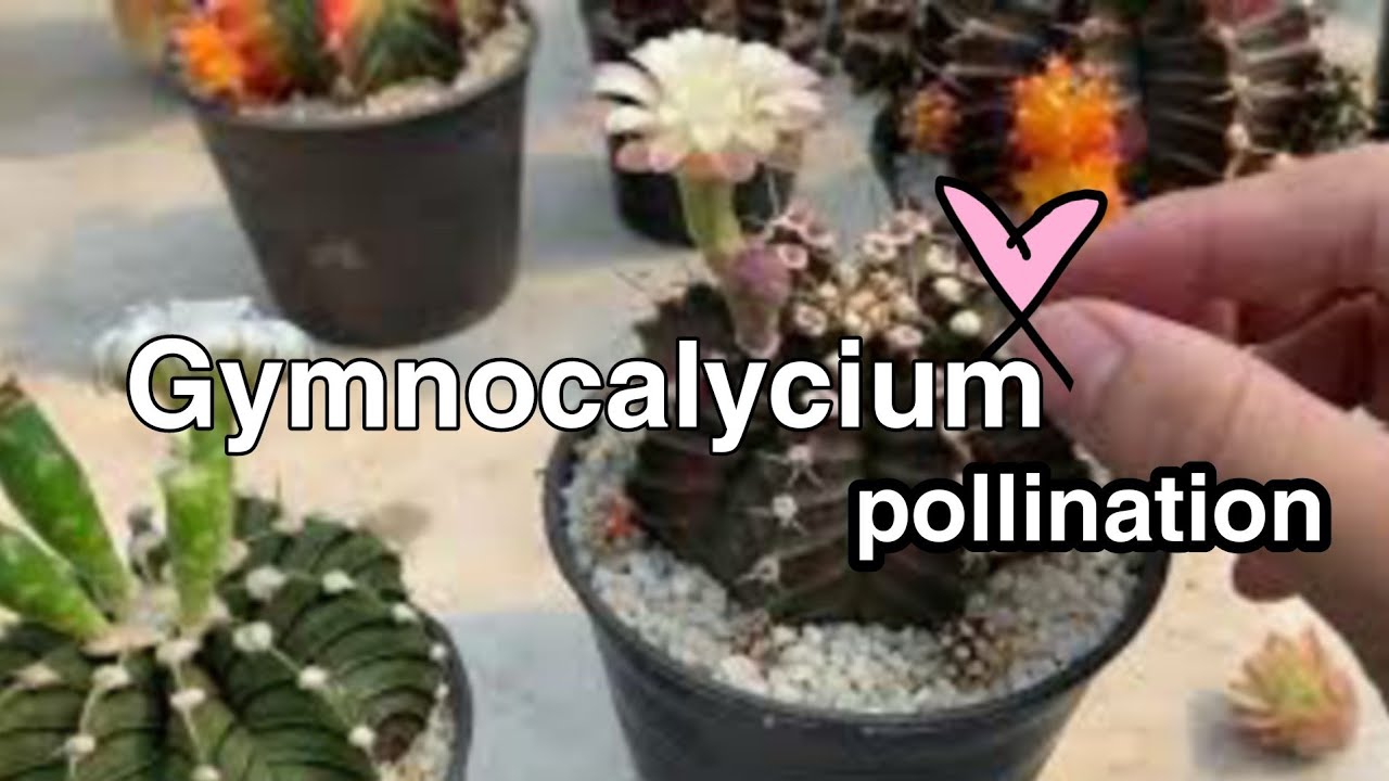 Cactus Gymnocalycium mihanovichii pollination