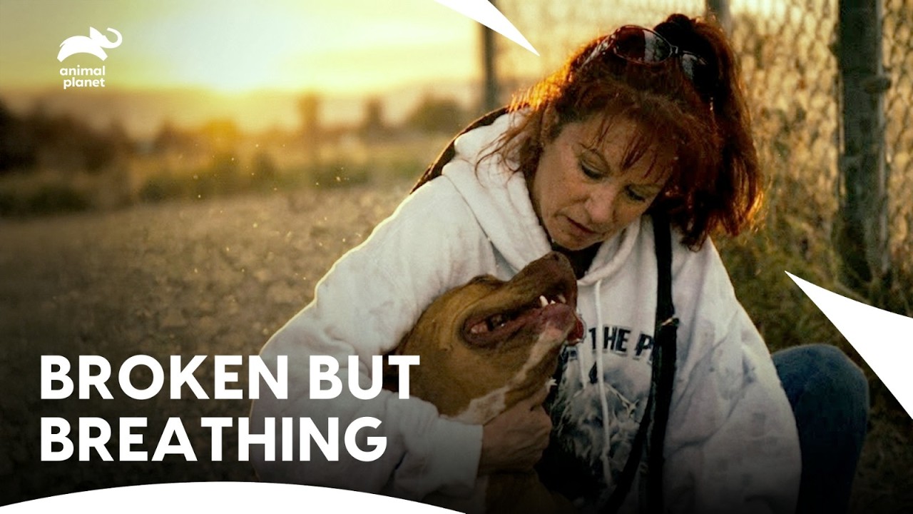 Chained Dog&rsquo;s Rescue Changes Everything | Pit Bulls & Parolees S3 E2 | Animal Planet India