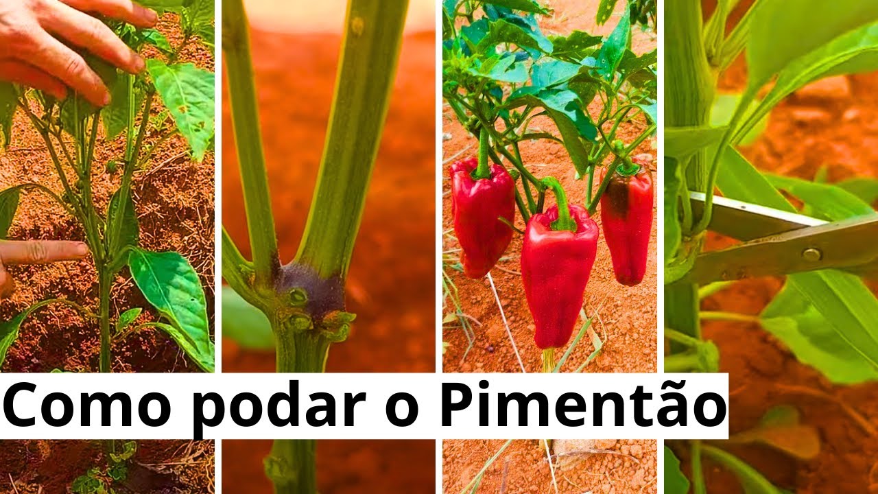 PODA DO PIMENTÃO - O JEITO CERTO DE FAZER - APRENDA