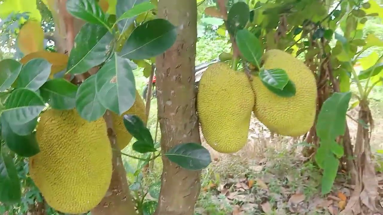 Lihat Kebun Setelah Kena Angin Kencang