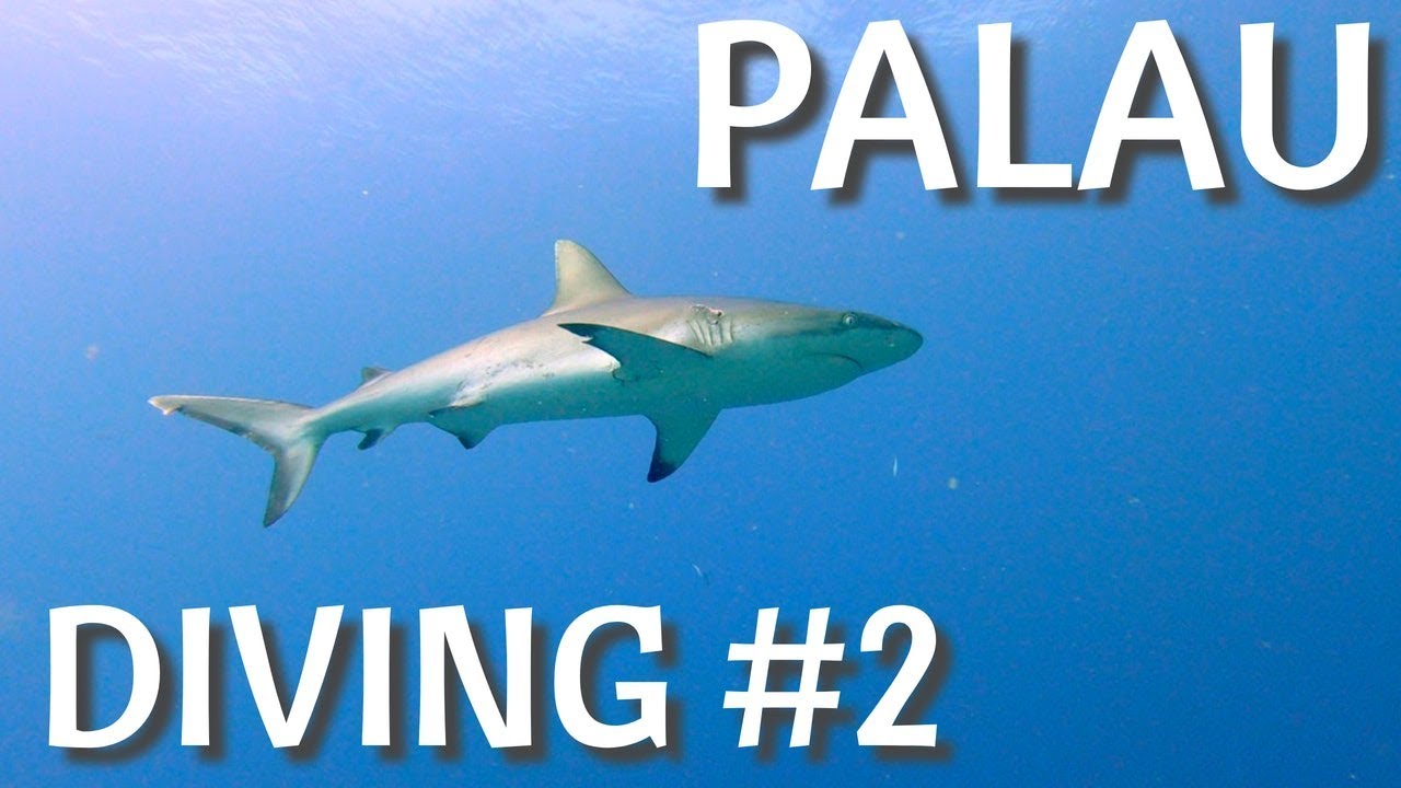 Palau | Diving #2 | Ulong Channel | Micronesia