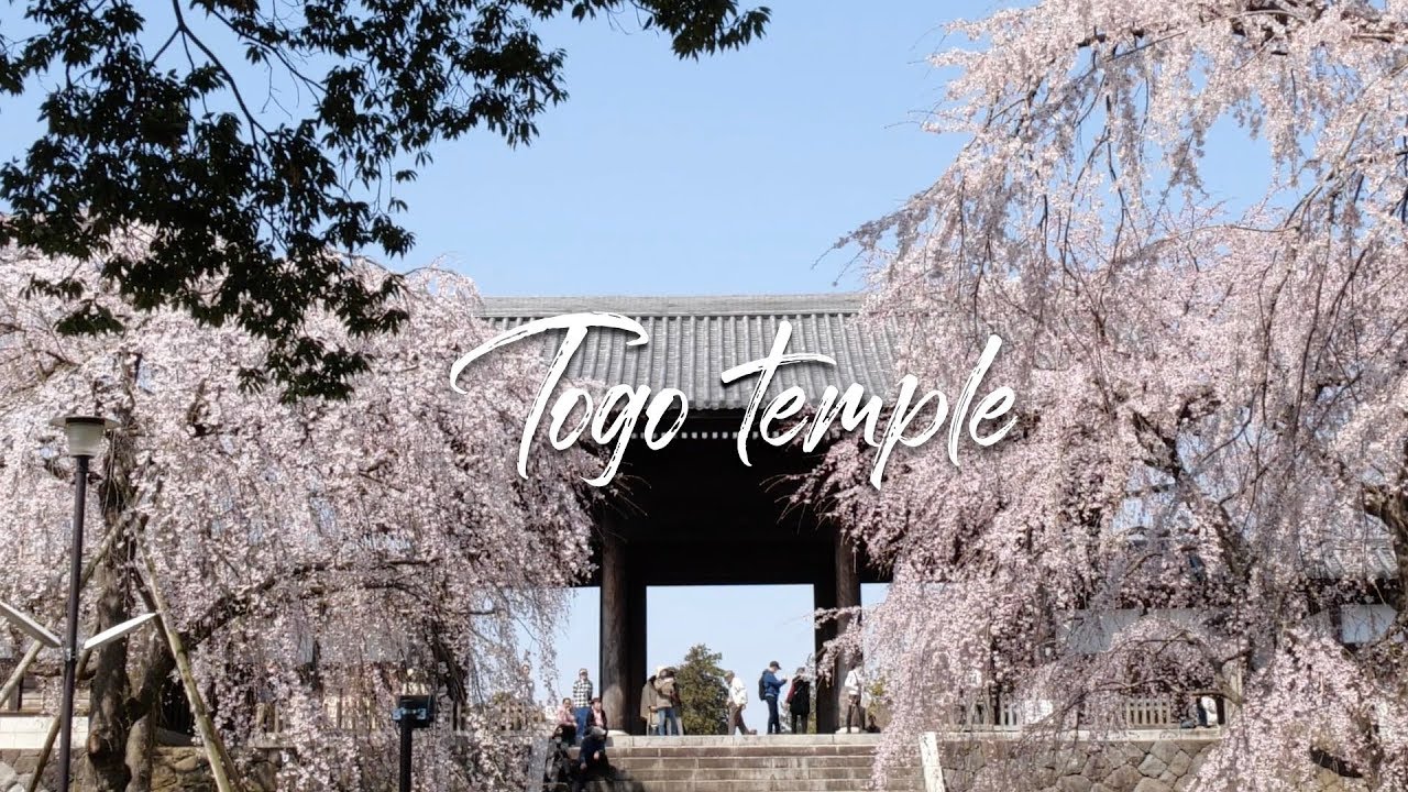 Cherry Blossoms Japan trip togo-ji Temple