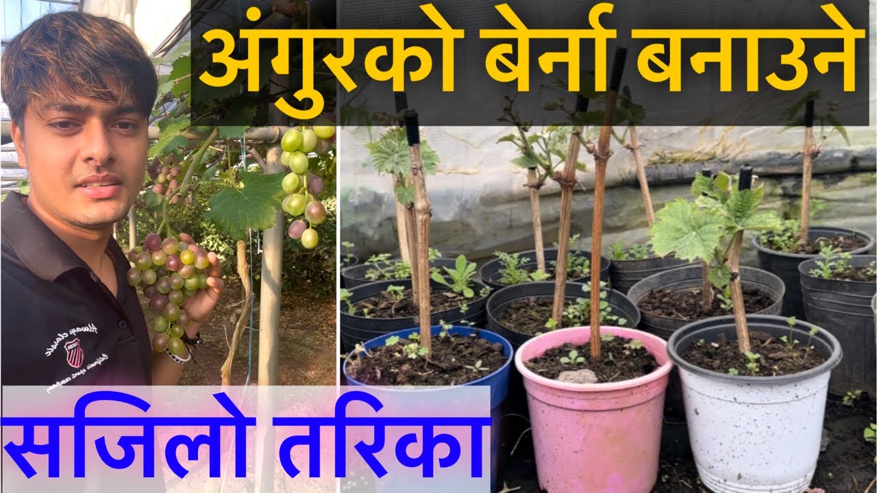 अंगुरको बेर्ना बनाउने तरिका by Dinesh Mudbari