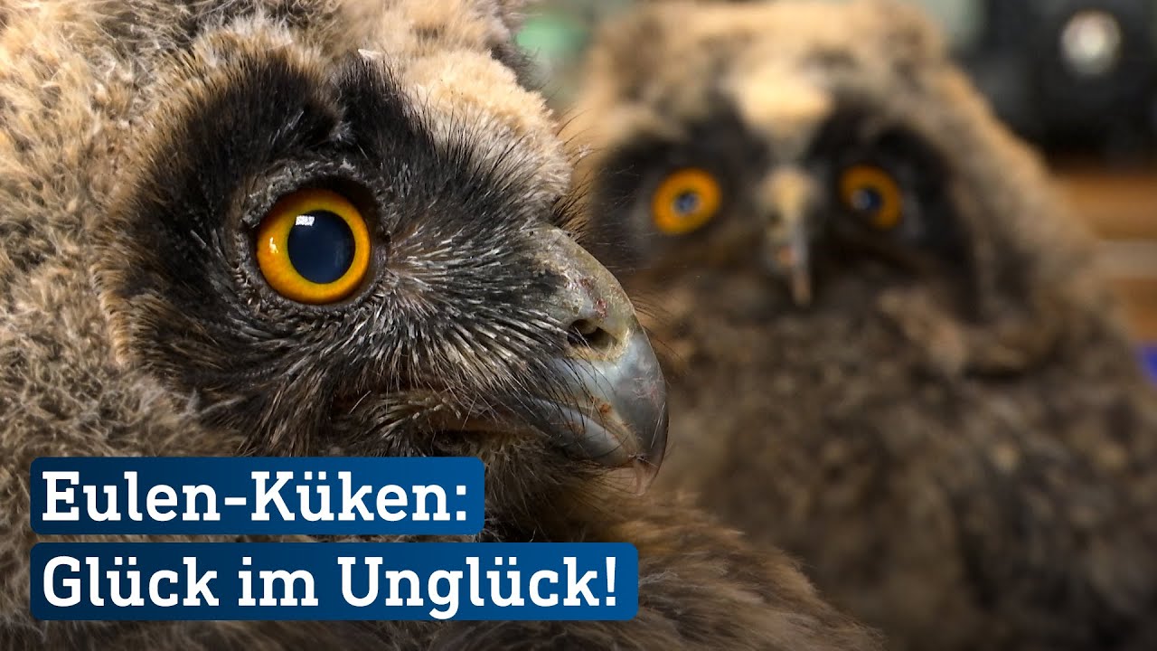 Waldohreulen-Küken aus größter Not gerettet | hessenschau