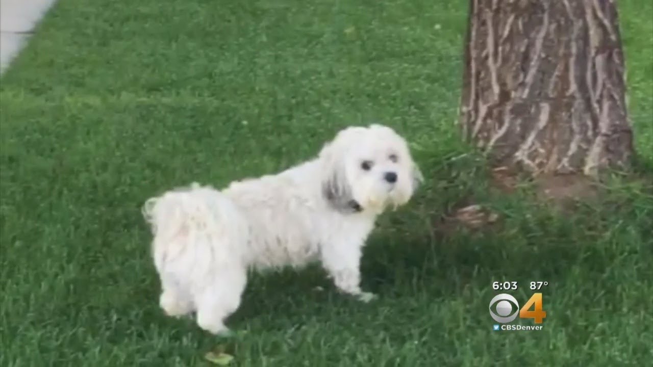 CSU Presents Research On CBD Oil Used For Dogs