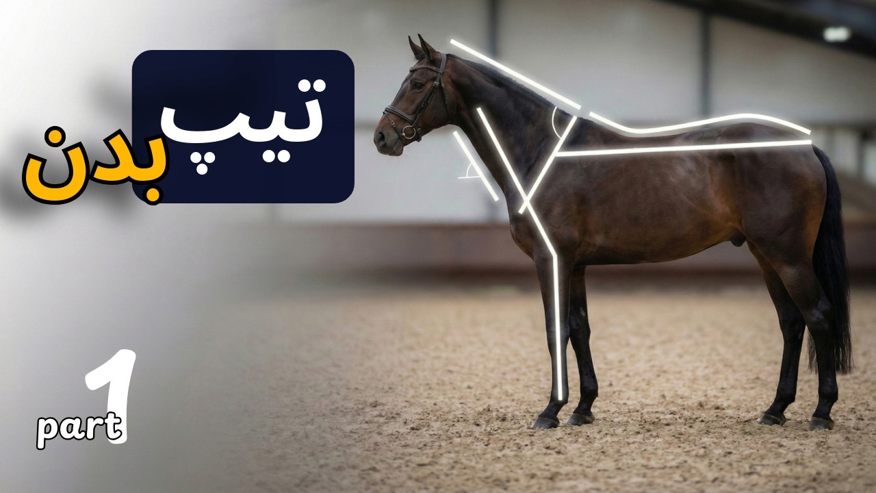 فُرم گردن در به دهنه بودن  برای هر تیپ اسب فرق می‌کنه قسمت ۱