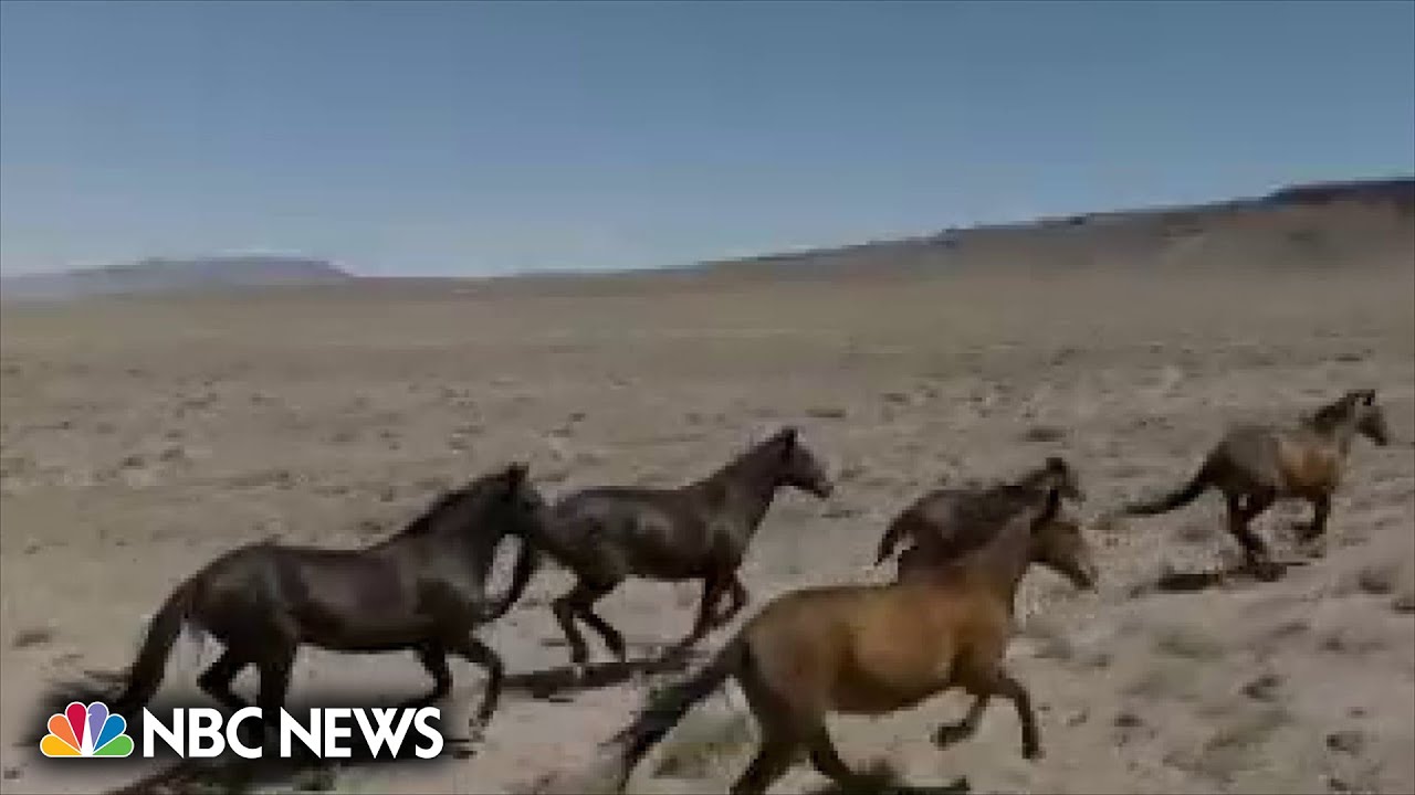 Wild horse management costs taxpayers millions, impacting land and businesses