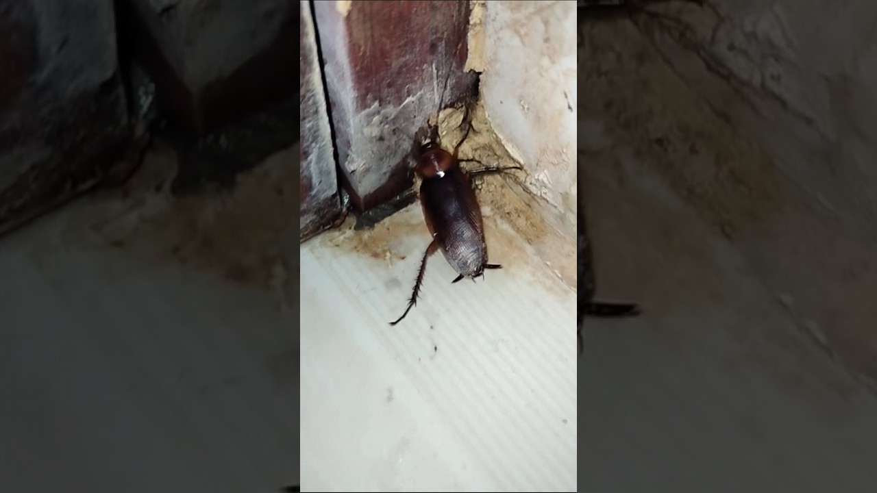 1,2,3 start cockroach #aymanblog #funny #trending #cockroach #shorts