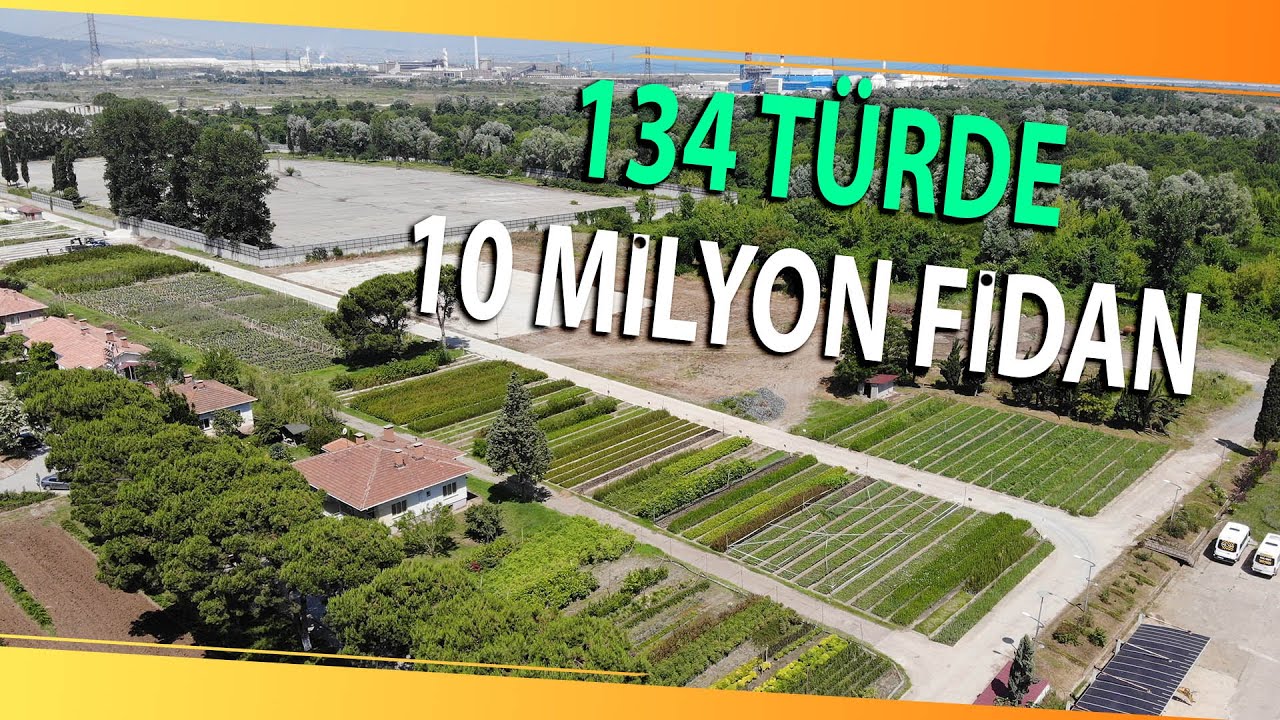 Samsun Yılda 134 Türde 10 Milyon Fidan Üreterek Türkiye’yi Yeşillendiriyor