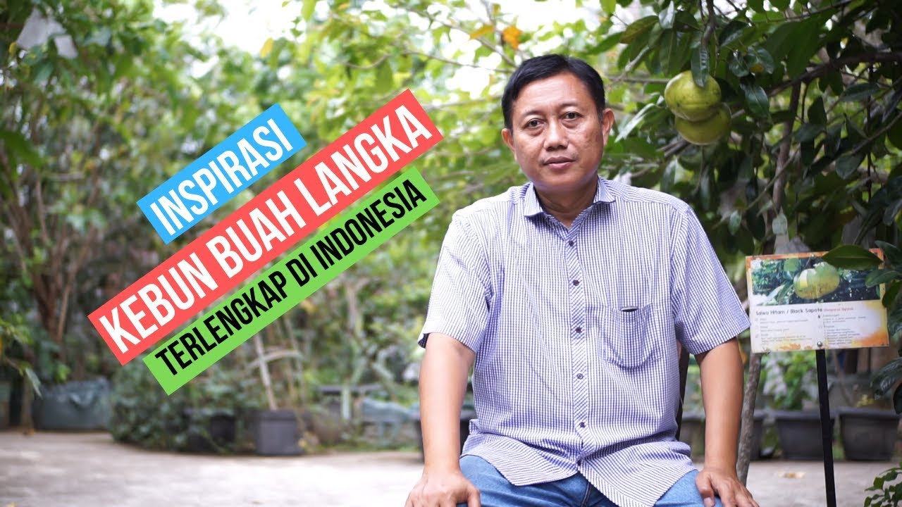 Inspirasi Kebun Buah Langka Terlengkap di Indonesia  ! Kebun Buah Langka Sedayu