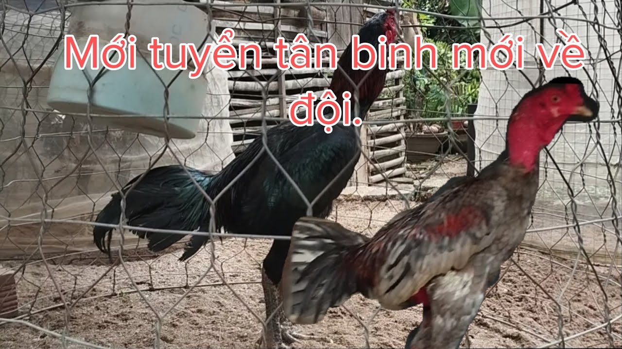 Nay được đồng môn, để lại chiến kê tơ mới cho đội.