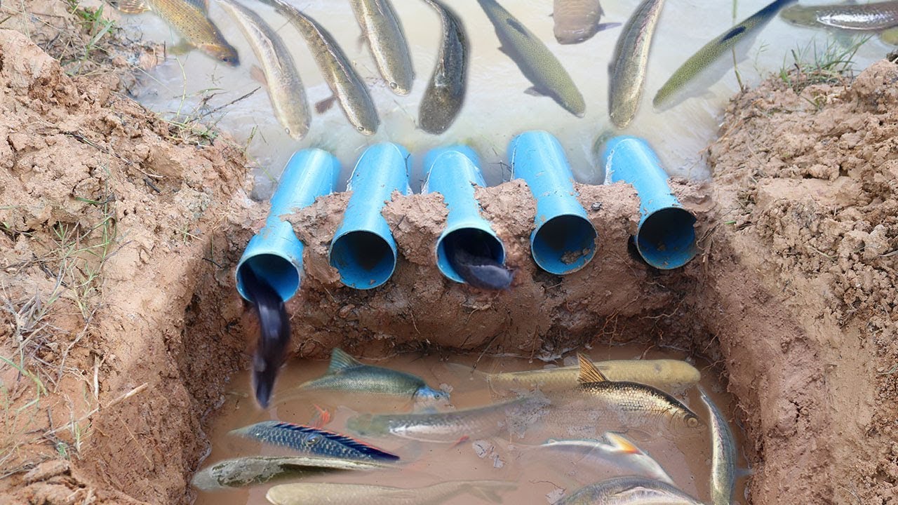 Smart Boy Make Hole Fish Trap Using PVC Pipes To Catch A Lot of Fish