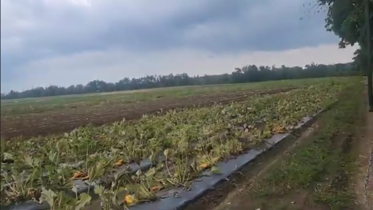 Huge fresh fruit and vegetables farm in Barrie Barrie Hill Farm 