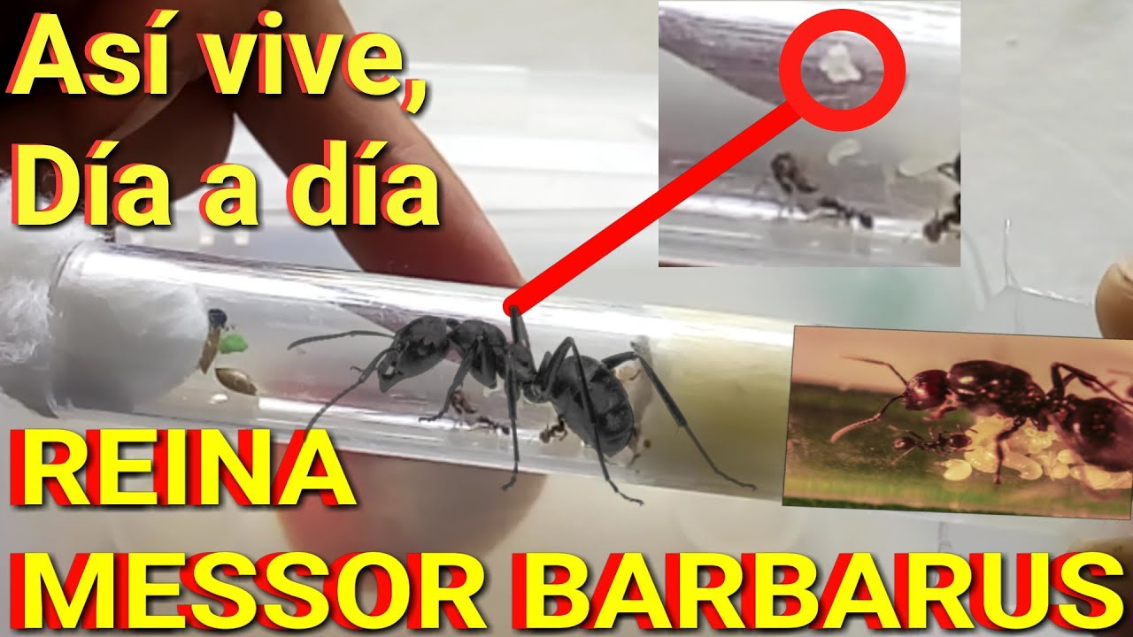 ¿Cómo nace una hormiga? Reina de Messor barbarus día a día y sus obreras - MUNDO HORMIGAS