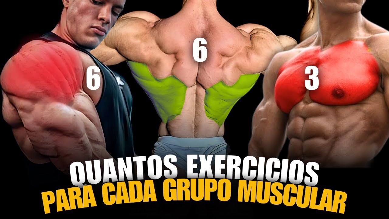 O NUMERO IDEAL DE EXERCICIOS PARA CADA GRUPO MUSCULAR!